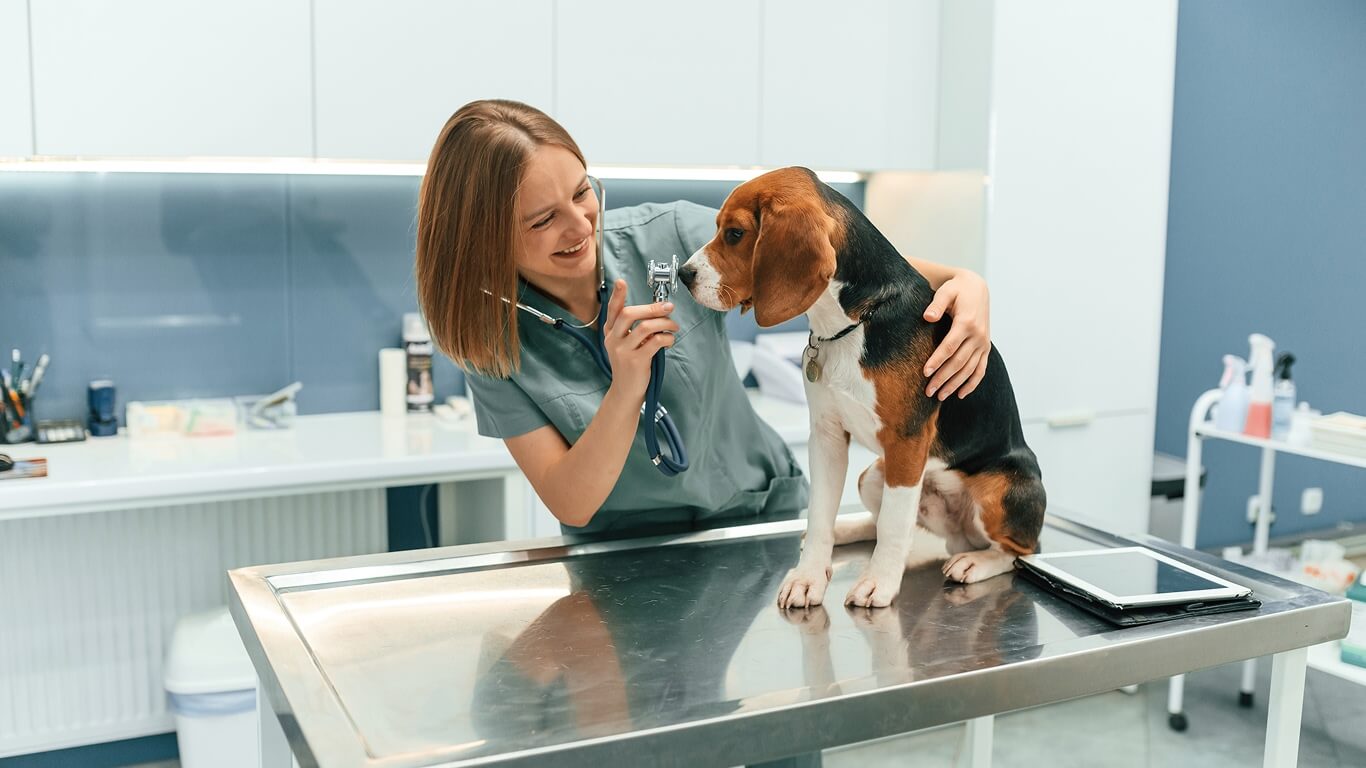 The Best Toys to Improve Your Pet's Mental Stimulation